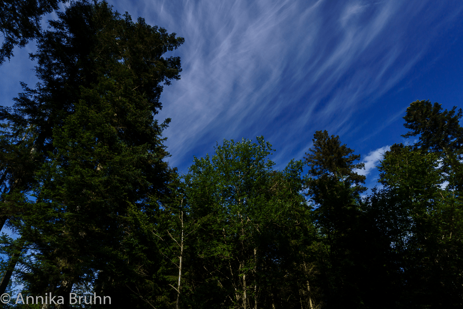 Himmel im Wald